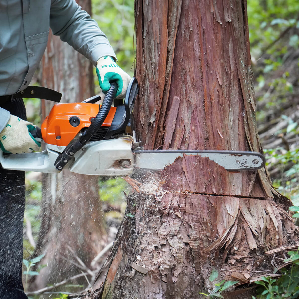 チェーンソー伐木等作業特別教育